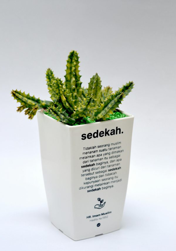 Idées de plantes cadeaux maîtresse pour un noël original